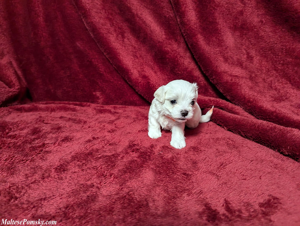 Thumbnail: Maltese Puppy