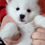 Thumbnail: Pomsky Puppy Snowball