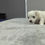 Thumbnail: Maltese Puppy Biff