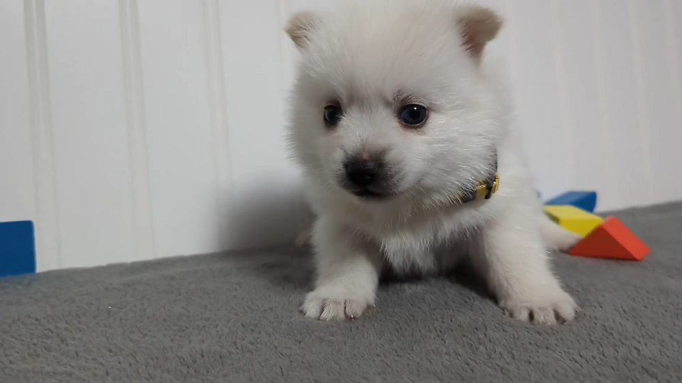 Thumbnail: Pomsky Puppy Bert