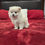 Thumbnail: Pomsky Puppy
