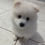 Thumbnail: Hubert the fluffy white pomsky puppy