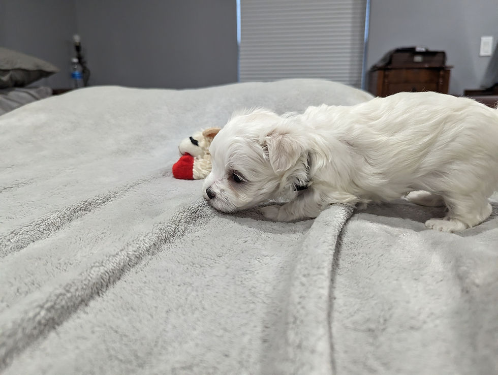 Thumbnail: Maltese Puppy Wobbles