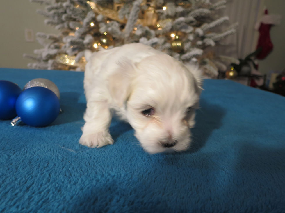 Thumbnail: Maltese Puppy Sammy
