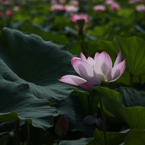 לתרגל מתוך הקשבה לגוף
