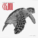 HAWKSBILL TURTLE