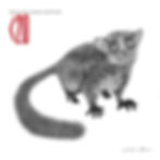 SPORTIVE LEMUR
