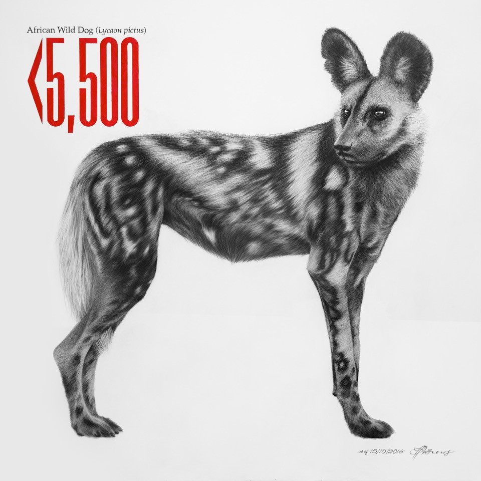 African Wild Dog - Signed Limited Edition Print
