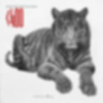 3 Sumatran Tiger 400.jpeg
