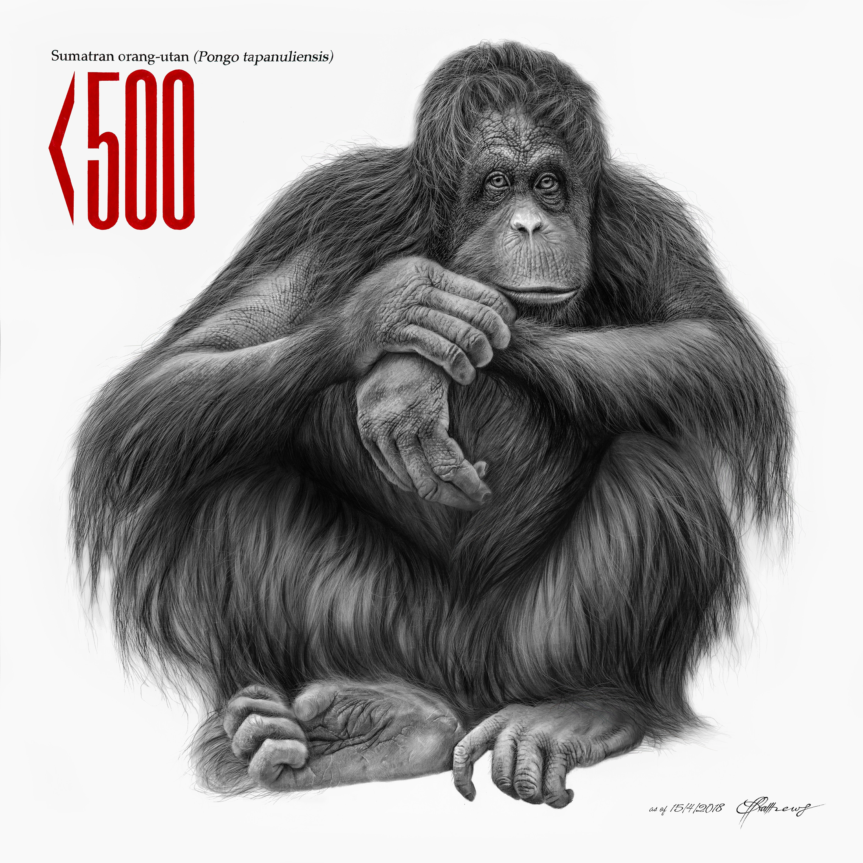 Sumatran (Tapanuli) Orangutan - Signed Limited Edition Print