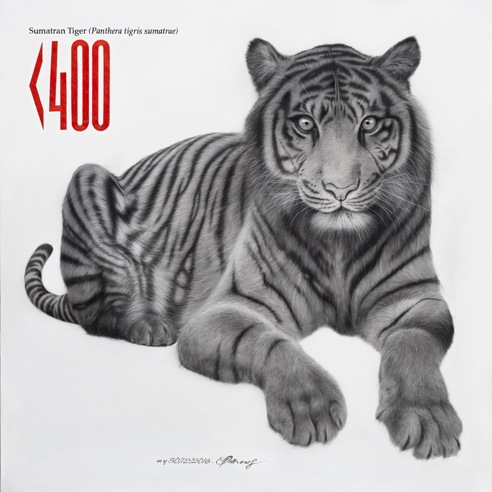 Sumatran Tiger - Signed Limited Edition Print