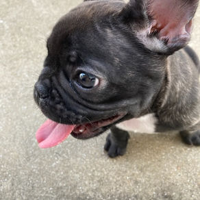 フレンチブルドッグ出産予定