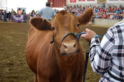 Child Feeding Calf