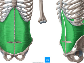 Engaging & Strengthening the Core for Posture & Back Health