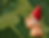 Naked Gardener's Society