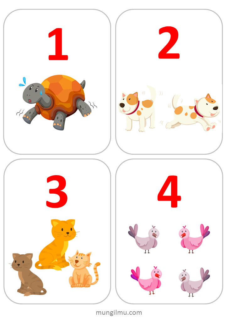 Flash Cards 1