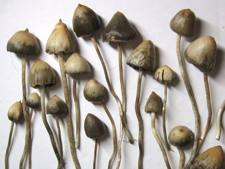 Can I find Psilocybin Mushrooms Online?