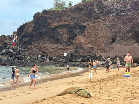 Travel: Maui, Hawaii, CA. USA April 3-12/2026