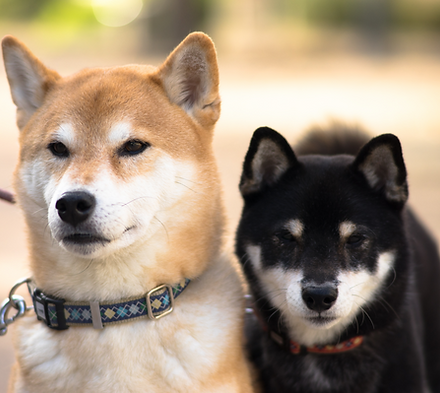 Two dogs together