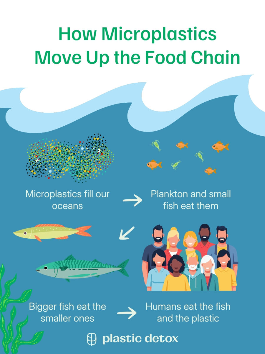 Infographic titled How Microplastics Move Up the Food Chain, showing microplastics in the ocean, fish, people, and arrows, Plastic Detox