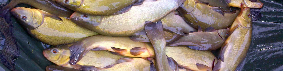 Cranford Fishing Holidays Tench