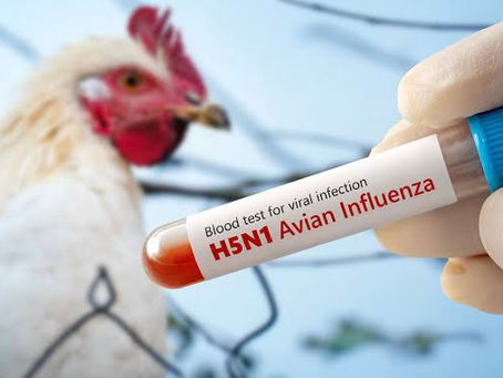 México, Chile y Uruguay suspenden importaciones de pollo brasileño por brote de gripe aviar