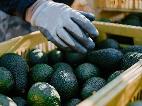 Suspende EU temporalmente inspecciones de aguacate en Michoacán