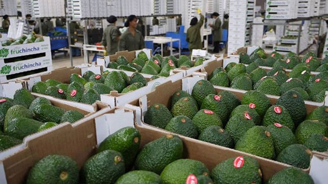 EU reanuda inspecciones para exportación de aguacate en Michoacán