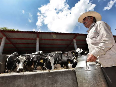 Sheinbaum anuncia inversión de 700 mdp para apoyar a ganaderos ante cierre de frontera con EU