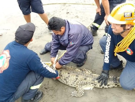 Continúan labores de búsqueda y captura de cocodrilos en playas y zonas urnas de Acapulco