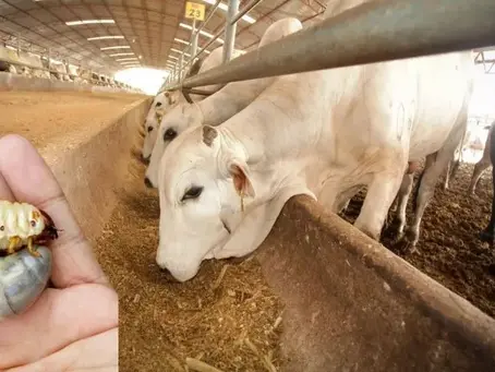 EE.UU. suspende importación de ganado mexicano por brote de gusano barrenador en Veracruz