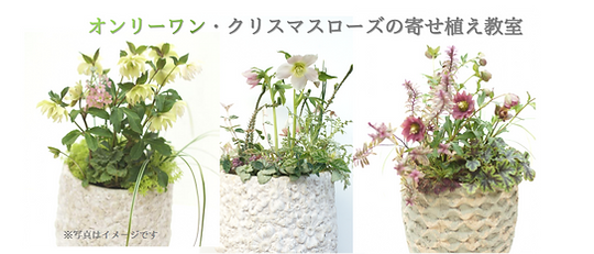 オンリーワンクリスマスローズの寄せ植え教室TOP2.png