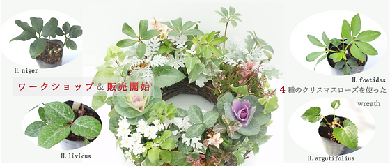 4種のクリスマスローズ Winter Wreath 花郷園 4種のクリスマスローズ Winter Wreath 花郷園