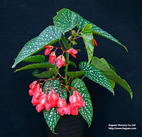 シャンデリア咲きの雌花とハート型の雄花(ドリームスター ).JPG