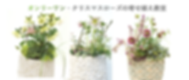 オンリーワンクリスマスローズの寄せ植え教室TOP.png