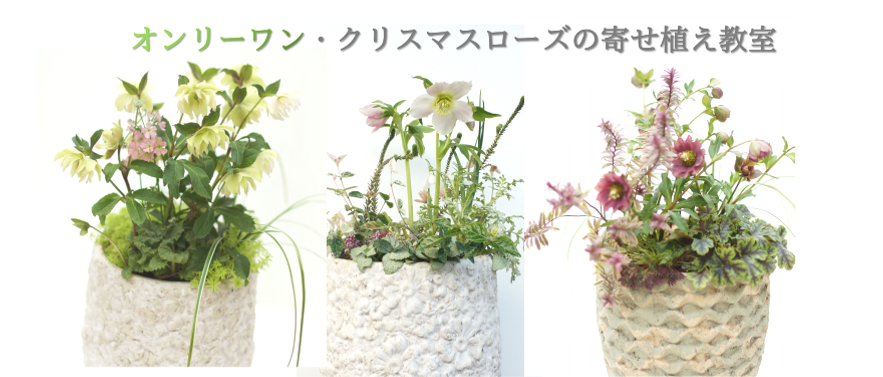 オンリーワンクリスマスローズの寄せ植え教室TOP.png