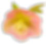 ピンクシングル透過2.png
