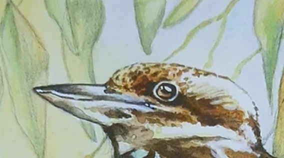 Thumbnail: Kookaburra  print