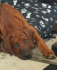 Rhodesian Ridgeback