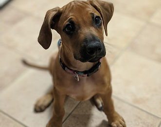 Savannah Ridgebacks