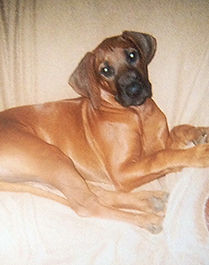 Rhodesian Ridgeback