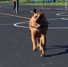 Rhodesian Ridgeback