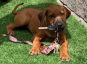 Savannah Ridgebacks