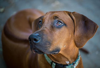 Rhodesian Ridgeback