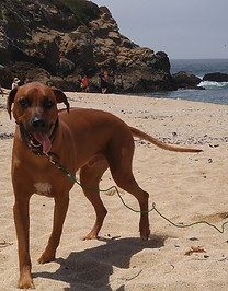 Rhodesian Ridgeback