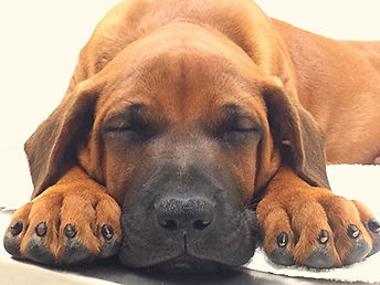 Rhodesian Ridgeback