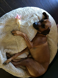 Rhodesian Ridgeback