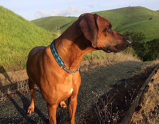 Rhodesian Ridgeback