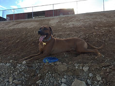 Rhodesian Ridgeback