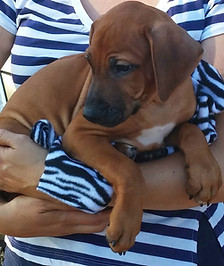Rhodesian Ridgeback